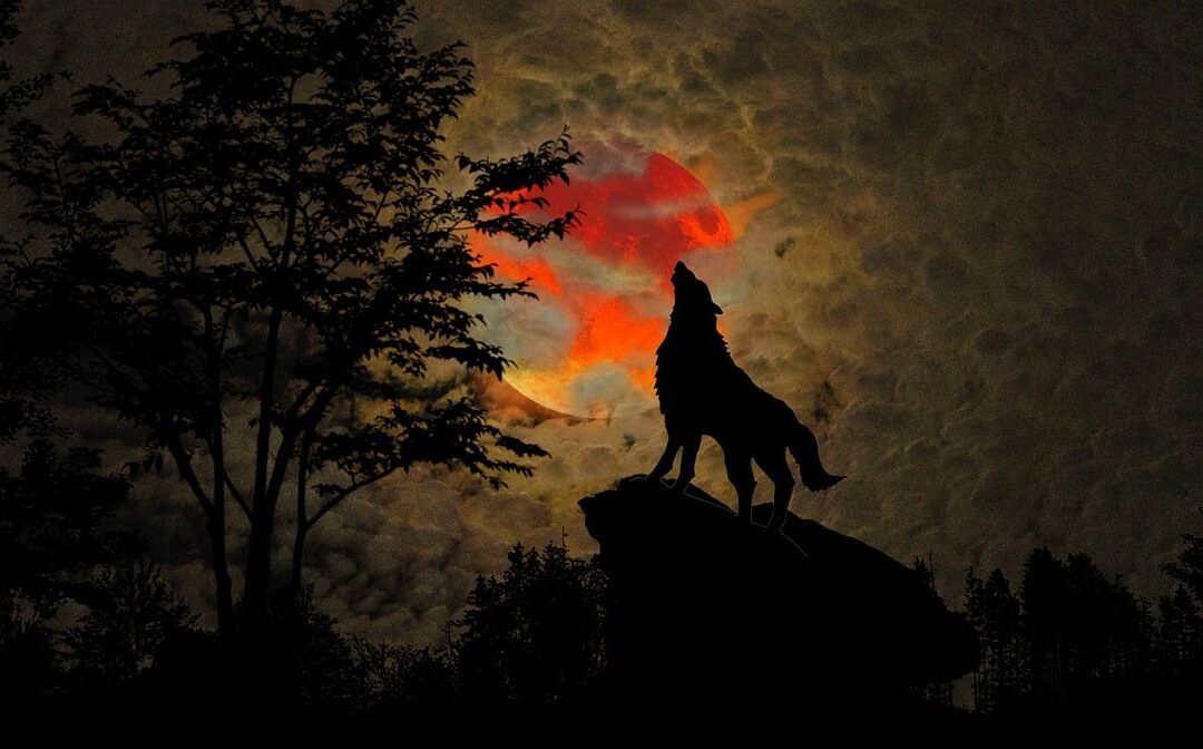 Best werewolf romance books