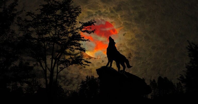 Best werewolf romance books